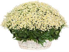 Цветочная композиция из Ромашки в корзине #REPLACE_PRED# Синегорском